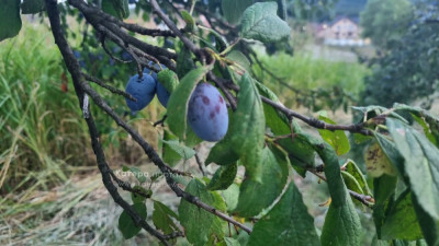 Слика вијести